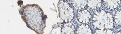 MilliporeSigma UDP-Galactose Transporter, Mouse, Unlabeled, Clone: 1H10.1,
